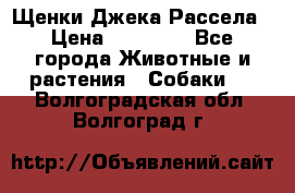 Щенки Джека Рассела › Цена ­ 10 000 - Все города Животные и растения » Собаки   . Волгоградская обл.,Волгоград г.